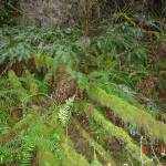 A mans body was found off Sultan Basin Road in 2007, in overgrown woods covered in downed trees and ferns. (Courtesy of the Snohomish County Medical Examiners Office.)