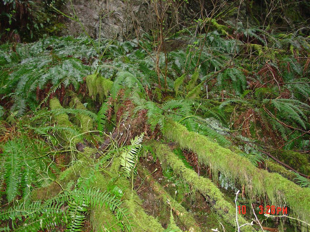 A mans body was found off Sultan Basin Road in 2007, in overgrown woods covered in downed trees and ferns. (Courtesy of the Snohomish County Medical Examiners Office.)
