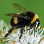 The Camano Wildlife Habitat Project is hosting a “Gardening for Pollinators and Birds” webinar on April 21 via Zoom. (Enumclaw Courier-Herald)