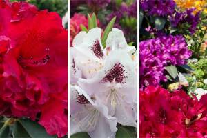 With proper selection, Northwest gardeners can actually have a rhodie blooming in their gardens February through June. (Nicole Phillips)