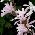 The pink lobner magnolia has strap-like petals that drape over branches and quiver in the slightest breeze. (Richie Steffen)
