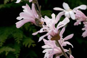 The pink lobner magnolia has strap-like petals that drape over branches and quiver in the slightest breeze. (Richie Steffen)