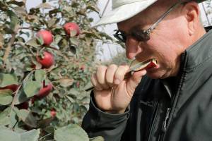 In this photo taken Tuesday, Oct. 15, 2019, Aaron Clark, vice president of Price Cold Storage, bites into a slice from a Cosmic Crisp apple, a new variety and the first-ever bred in Washington state, after pulling it off a tree in an orchard in Wapato, Wash. The Cosmic Crisp, available beginning Dec. 1, is expected to be a game changer in the apple industry. Already, growers have planted 12 million Cosmic Crisp apple trees, a sign of confidence in the new variety. (AP Photo/Elaine Thompson)