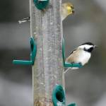 From top, a Pine Siskin, American goldfinch and Black-capped chickadee sit on a birdfeeder. (AP Photo/Toby Talbot file)