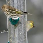 From top, a Pine Siskin, American goldfinch and Black-capped chickadee sit on a feeder in Fayston, Vt., Friday, Dec. 19, 2008. From Dec. 14 through Jan. 5, birders around the western hemisphere head out on for one day to keep track of the birds they see and hear in a 15-mile diameter circle. (AP Photo/Toby Talbot)