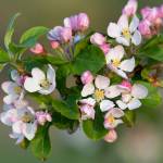Crabapples dont have much of a following in the Northwest  yet. Extend the tree-blooming season with these varieties. (Getty Images)