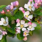 Close up of malus blossom in bloom