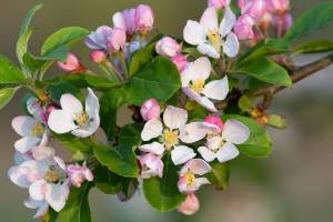 Close up of malus blossom in bloom