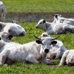 Burt DeGroots ancient white park cattle relax in a pasture on Ebey Island between Everett and Marysville. (Kevin Clark / The Herald)