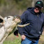 Burt DeGroot gets a reaction from one of his cattle. Hes raising about 90 of the rare livestock. (Kevin Clark / The Herald)