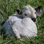 An ancient white park calf rests in the Ebey Island pasture. Since 2013, DeGroot has recorded 117 cow births. (Kevin Clark / The Herald)