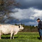 DeGroot is breeding the cattle to maintain the genetics of the ancient population and increase their numbers. (Kevin Clark / The Herald)