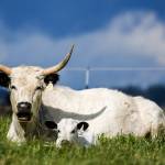 The heritage breed is identified by its white coat and U-shaped horns. (Kevin Clark / The Herald)