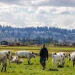 DeGroot discovered the ancient white park breed in a Seed Savers catalog. (Kevin Clark / The Herald)
