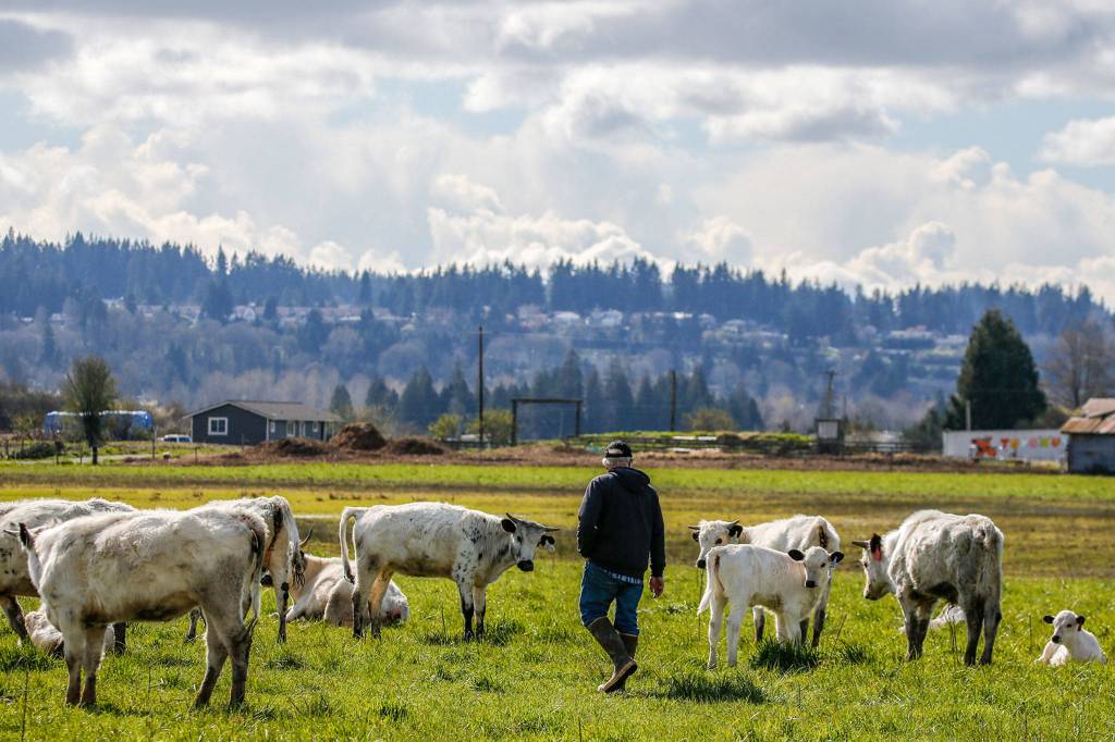 DeGroot discovered the ancient white park breed in a Seed Savers catalog. (Kevin Clark / The Herald)