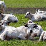 Ancient White Park cows belonging to Burt Degroot Wednesday afternoon on a pasture on Ebey Island April 1, 2020 (Kevin Clark / The Herald)