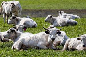Ancient White Park cows belonging to Burt Degroot Wednesday afternoon on a pasture on Ebey Island April 1, 2020 (Kevin Clark / The Herald)