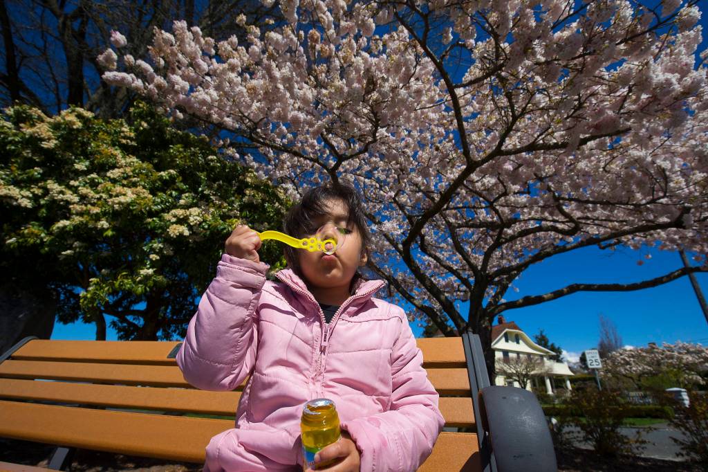 Under blossoming trees, Marion Carmona, 4, blows bubbles at Grand Avenue Park in Everett on Monday. (Andy Bronson / The Herald)