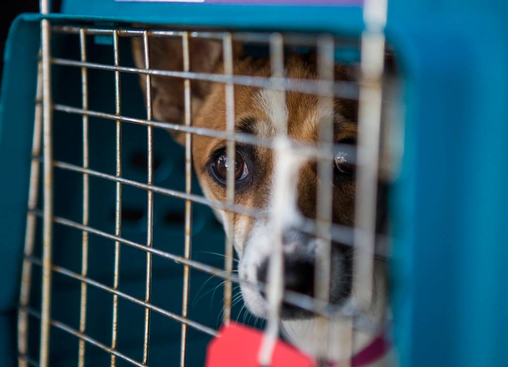 A dog peaks out of a crate after being transported to PAWS on Tuesday in Lynnwood. (Olivia Vanni / The Herald)