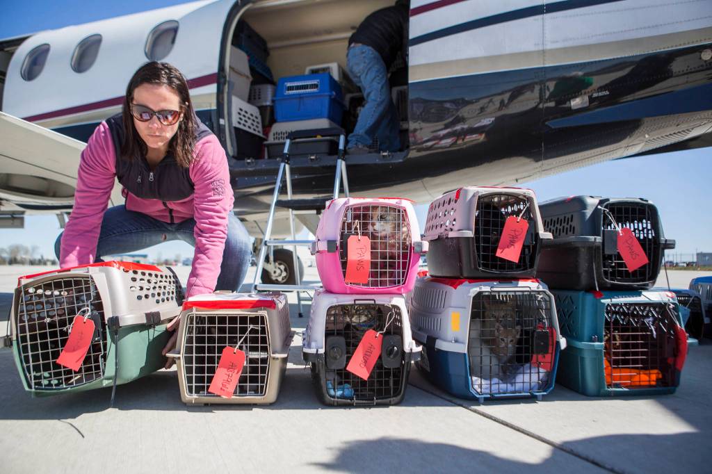 Merritt Rinard places a cat crate on the tarmac on on Tuesday in Everett. (Olivia Vanni / The Herald)