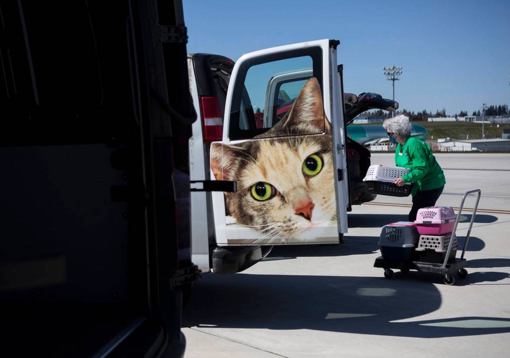 Volunteers load animal crates into their cars to be transported to PAWS on Tuesday in Everett. (Olivia Vanni / The Herald)