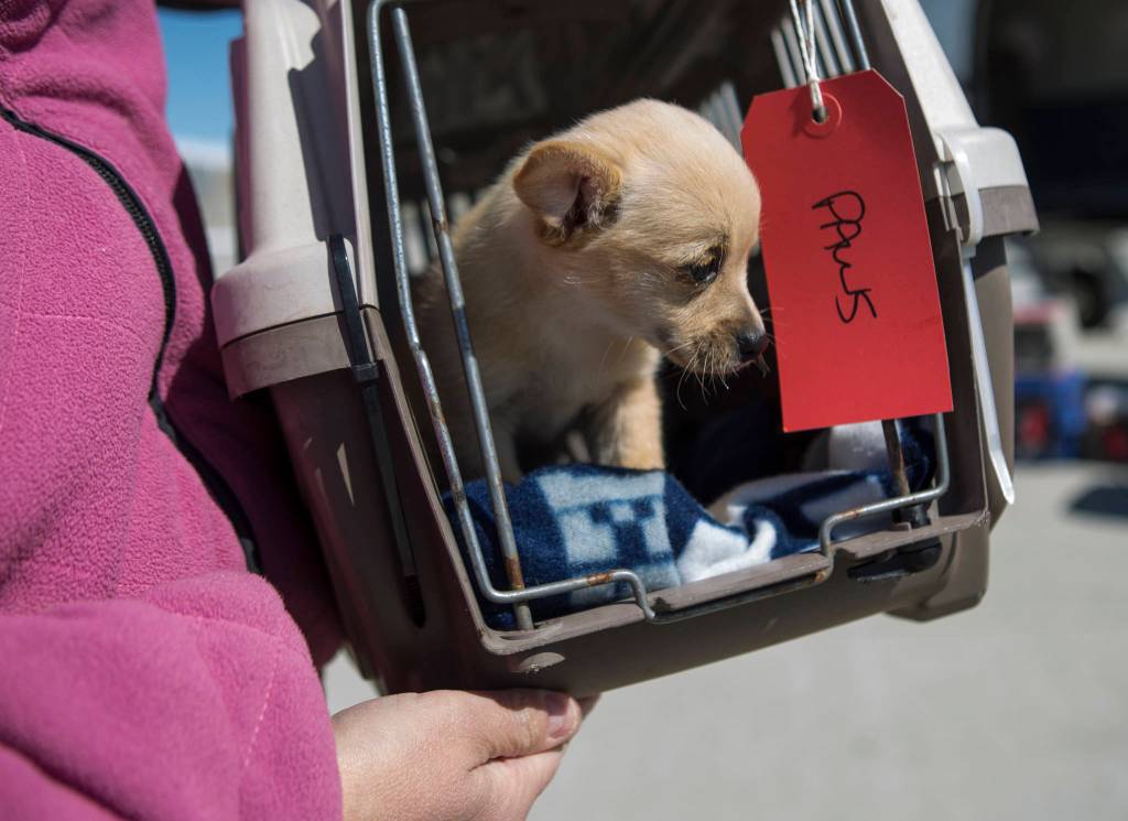 A puppy named Lotte is offloaded from a Fetch airplane to be transported to PAWS on Tuesday in Everett. (Olivia Vanni / The Herald)