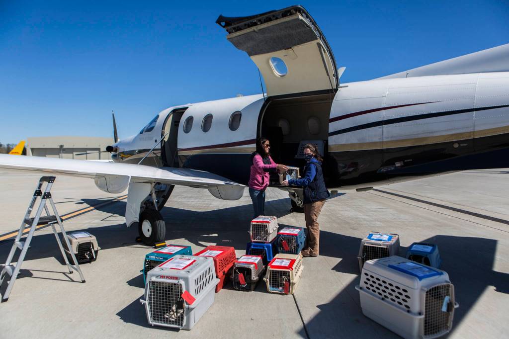 Crates filled with rescue dogs and cats are offloaded from a Fetch airplane at Castle & Cooke Aviation to be transported to local PAWS and The NOAH Center for adoption on Tuesday in Everett. (Olivia Vanni / The Herald)
