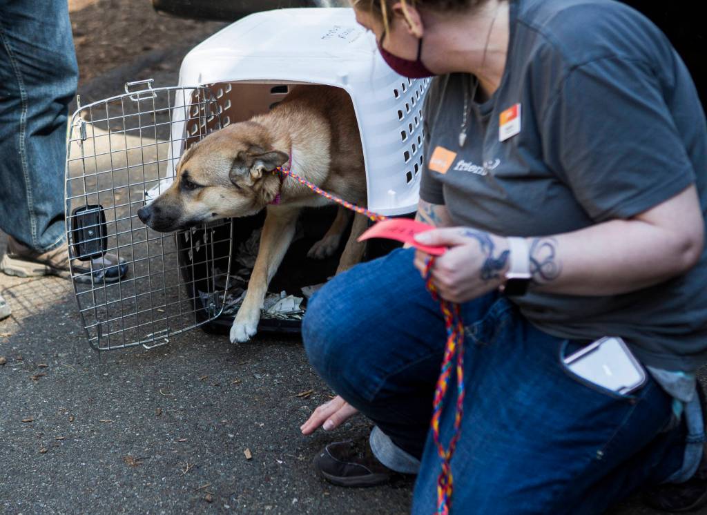 A dog slowly makes it way out of the crate after being transported from Castle & Cooke Aviation at Paine Field to PAWS on Tuesday in Everett. (Olivia Vanni / The Herald)