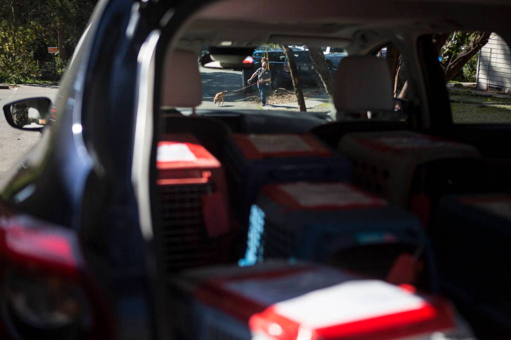 A dog recently transported to PAWS goes for a potty break walk while more animals are unloaded Tuesday in Everett. (Olivia Vanni / The Herald)