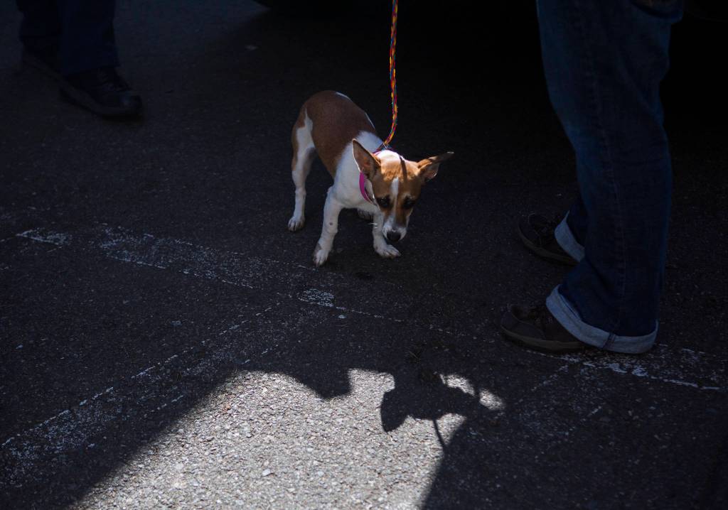A dog transported to PAWS is taken on a walk Tuesday in Everett. (Olivia Vanni / The Herald)