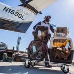 Randy White helps transport dogs from a Fetch airplane to cars waiting on the tarmac to transport the animals to The NOAH Center and PAWS on Tuesday, April 13, 2021 in Everett, Wa. (Olivia Vanni / The Herald)