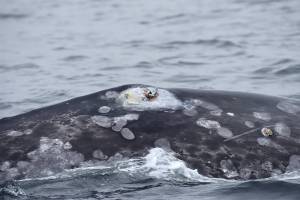 A gray whale appears to have developed an infection after being darted with a satellite tracking tag. (NOAA Fisheries)