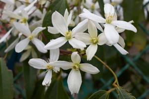Clematis armandii is just one of hundreds of varieties out there of the blooming vine. (Getty Images)
