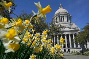 Daffodils bloom outside the Legislative Building, Wednesday, April 21, 2021, at the Capitol in Olympia, Wash. On Wednesday, lawmakers were considering a proposed new tax in Washington state on capital gains that would be imposed on the sale of stocks and bonds in excess of $250,000. (AP Photo/Ted S. Warren)