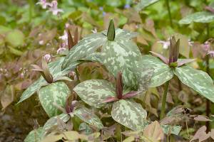 The GPP for this Friday, April 23rd is Trillium sessile, commonly called sessile-flowered wakerobin and the image credit goes to Richie Steffen.
