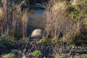 WSDOT Environmental Manager Rob Woeck stands next to an Edgecomb Creek outlet that runs underneath the Burlington Northern railroad on Monday, Dec. 3, 2018 in Arlington, Wa. This overgrown outlet is the only way for spawning salmon to get to the revitalized spawning grounds of Edgecomb Creek. (Olivia Vanni / The Herald)