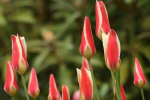 Lady tulip is cold hardy and, unlike most tulips, it doesn't need an extended "cold period" to bloom. (Richie Steffen)