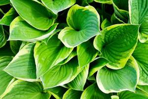 Hosta leaves vary from green to blue in color, and there are tons of green and yellow variegated forms. (Getty Images)