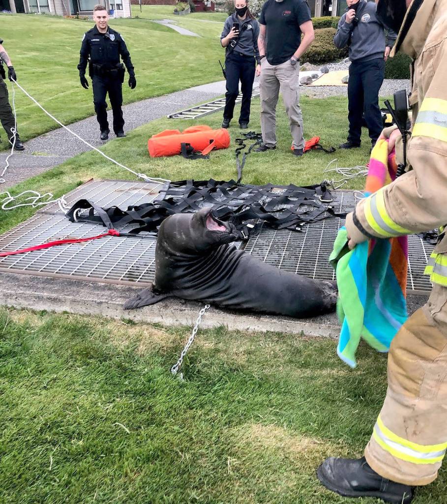 Although he is still considered a pup, Elwood is 200 pounds and nearly four and a half feet long. (South Whidbey Fire/EMS)