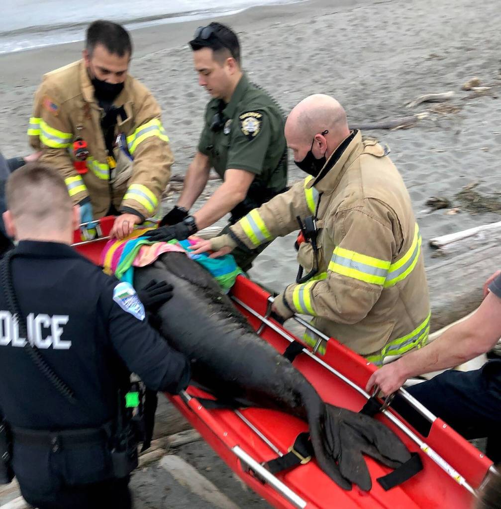First responders carried the seal to shore on a stretcher. (South Whidbey Fire/EMS)