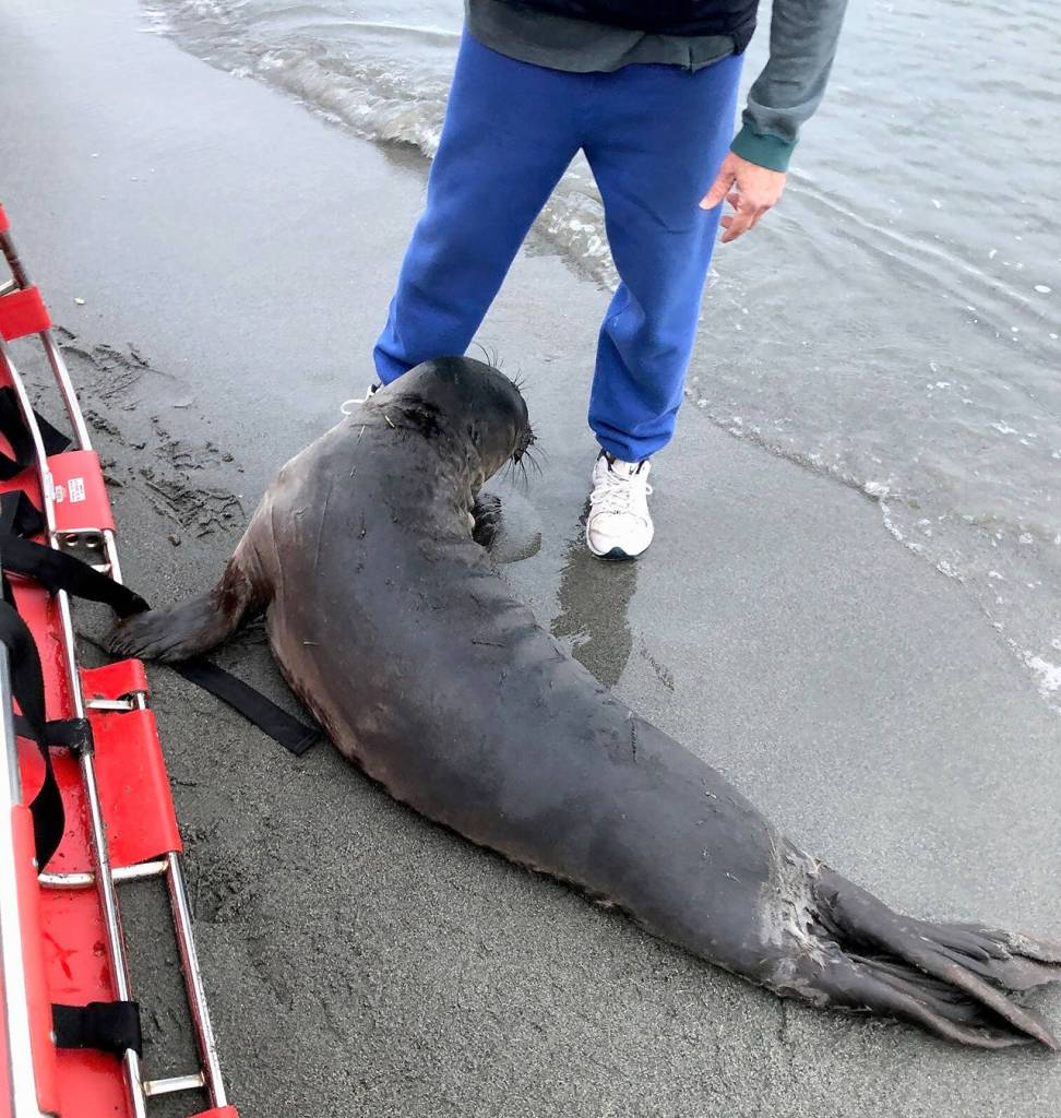 Due to exhaustion, Elway was unable to swim right away. (South Whidbey Fire/EMS)