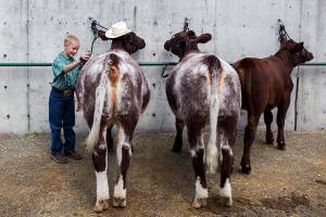Douglas Ryner, 8, brushes twin cows Thelma and Louise at the Evergreen State Fair on Sunday, Sept. 1, 2019 in Monroe, Wash. (Olivia Vanni / The Herald)
