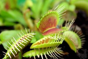Flytrap, Carnivorous plant. ( Dionaea muscipula ), close up