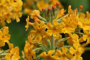 While Bulley’s candelabra primrose can naturalize, it is best to plant three to five to insure pollination and seed set. (Richie Steffen)