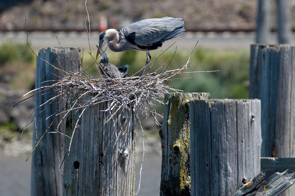 Young herons are fed fish regurgitated by their parents. (Photo by Mike Benbow)