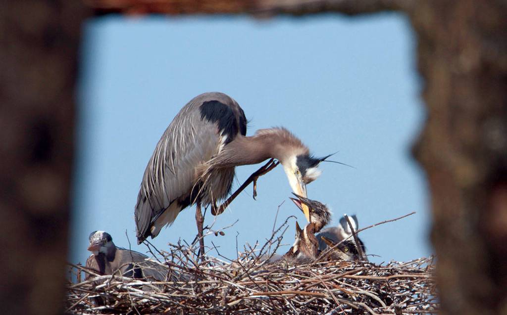 A hungry young heron gnaws on its parents beak. (Photo by Mike Benbow)