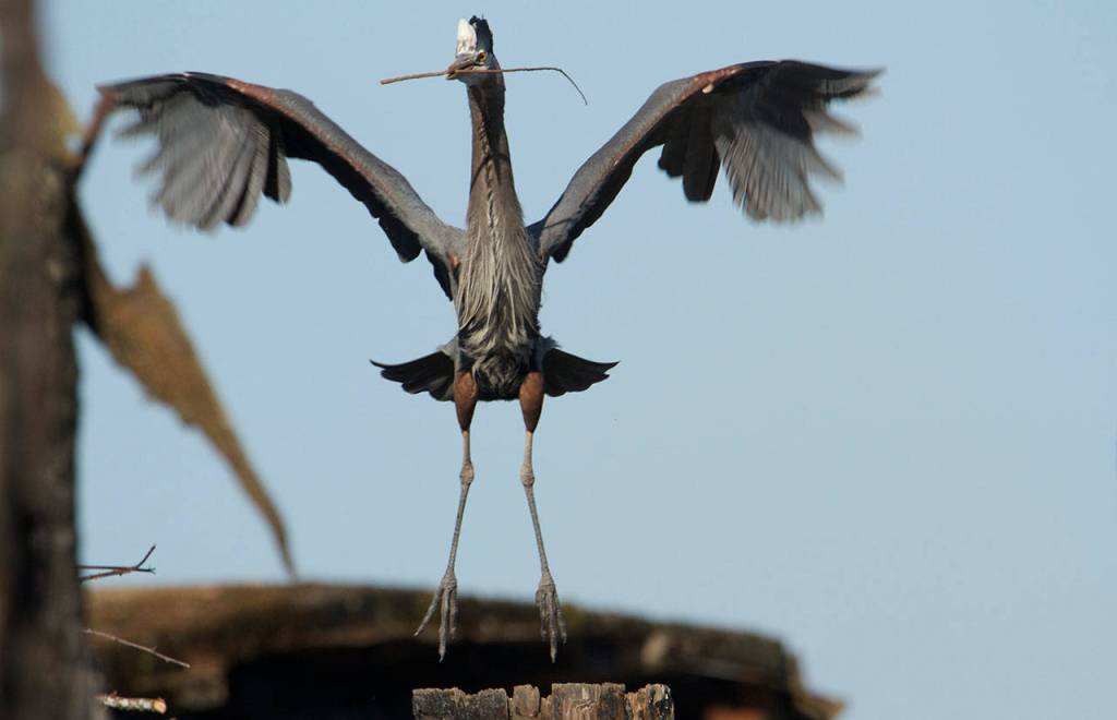 Ready to present a small stick to its mate, a heron arrives at its nest on the Everett waterfront. (Photo by Mike Benbow)