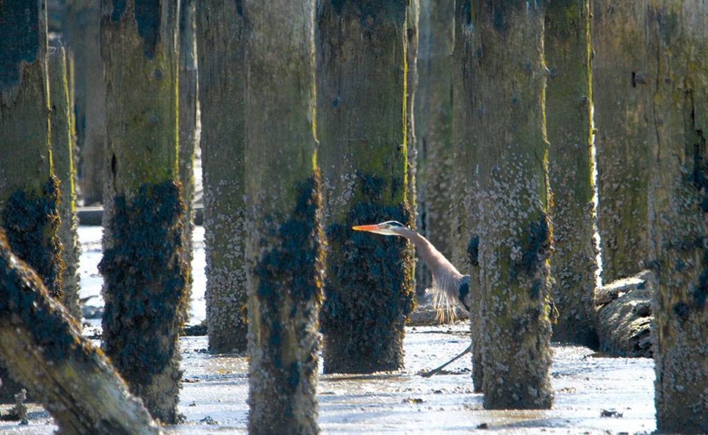 A heron takes advantage of low tide to search for stray sticks below the pilings on which a number of birds built nests. (Photo by Mike Benbow)