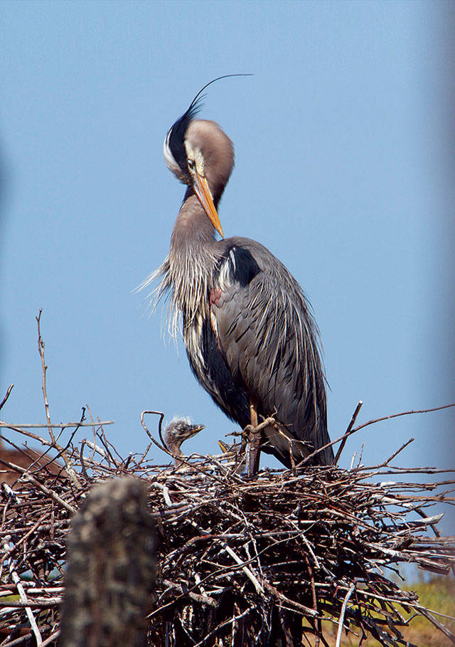 A heron chick is tended to in its Everett waterfront nest. (Photo by Mike Benbow)
A heron chick is tended to in its Everett waterfront nest. (Photo by Mike Benbow)