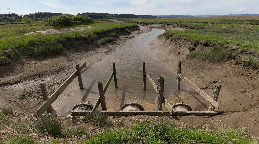 On one side of Tyler Breums historic family farm is the mouth of the increasingly flood-prone Stillaguamish River. To the west is the threat of sea level rise; a dike in serious need of repairs separates Breum Farms from Puget Sound. (Andy Bronson / The Herald)